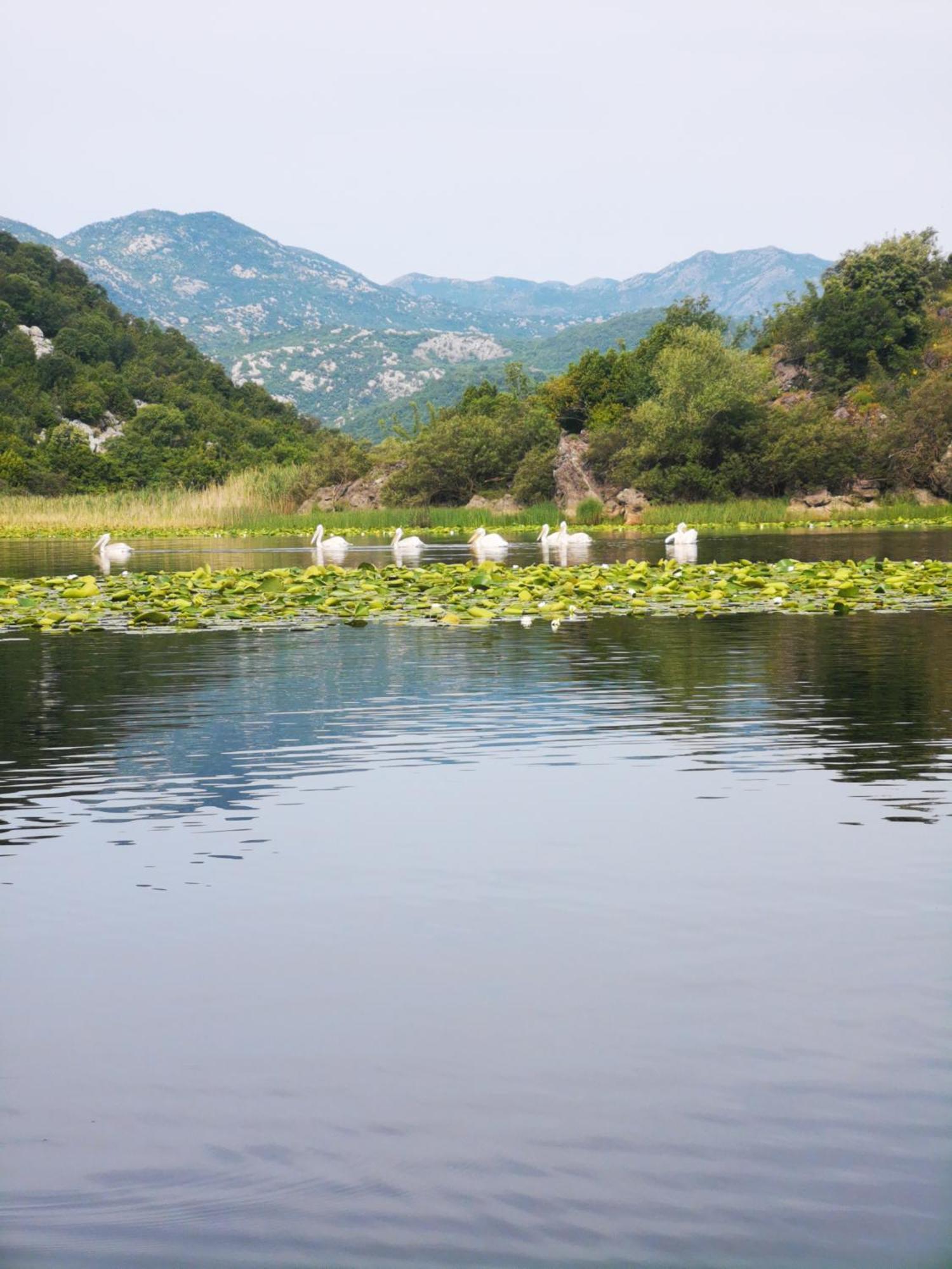 Apartment Dapcevic Skadar Lake Vranjina المظهر الخارجي الصورة